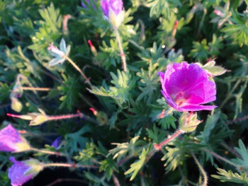 Plante-Vivace-Geranium-sanguineum-'Max-Frei'