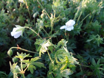 Plante-Vivace-Geranium-sanguineum-'Album'