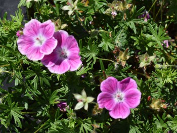 Plante-Vivace-Geranium-sanguineum-'Elke'