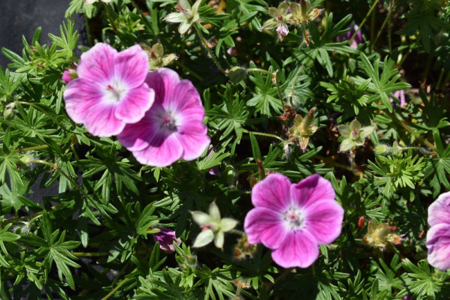 Plante-Vivace-Geranium-sanguineum-'Elke'