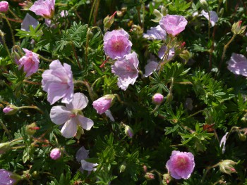 Plante-Vivace-Geranium-sanguineum-'Striatum'