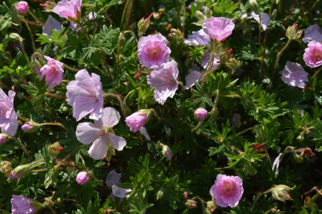 Plante-Vivace-Geranium-sanguineum-'Striatum'