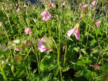 Plante-Vivace-Geranium-endresii-'Wargrav-Pink'