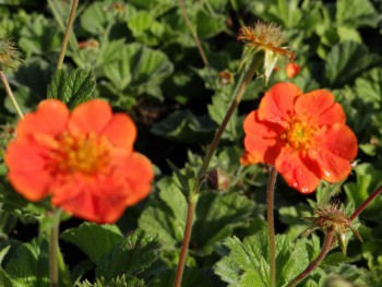 Plante-Vivace-Geum-borisii