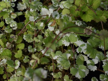 Plante-Vivace-Glechoma-hederacea-'Variegata'