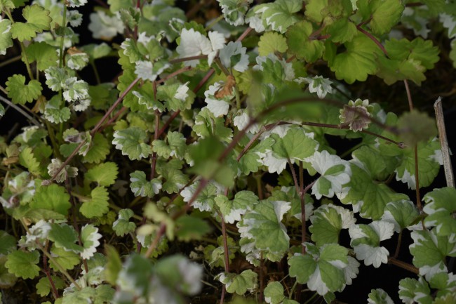 Plante-Vivace-Glechoma-hederacea-'Variegata'