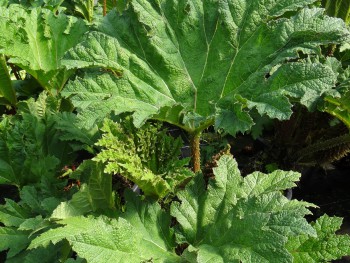 Aquatique-Gunnera-manicata