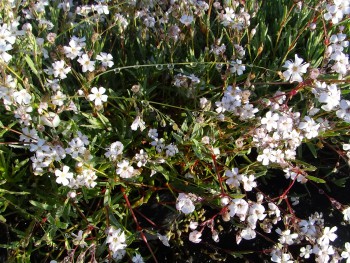 Plante-Vivace-Gypsophile-repens