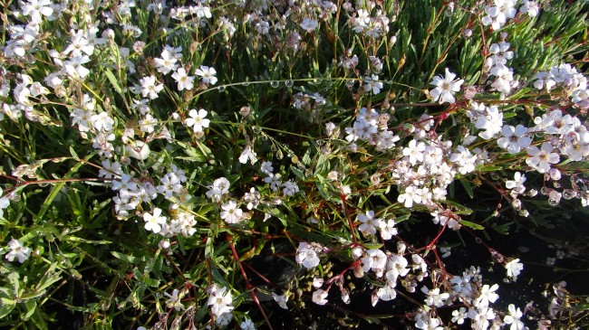 Plante-Vivace-Gypsophile-repens