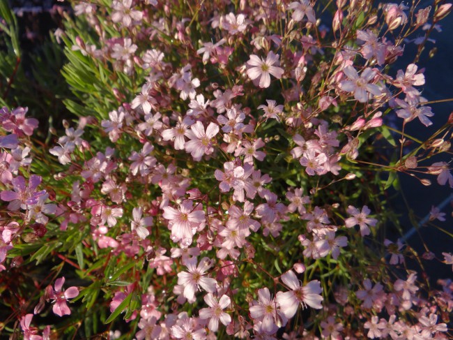 Plante-Vivace-Gypsophile-repens-'Rosea'