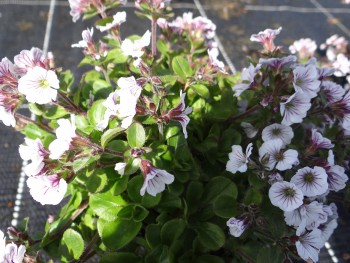 Plante-Vivace-Gypsophile-cerastoides