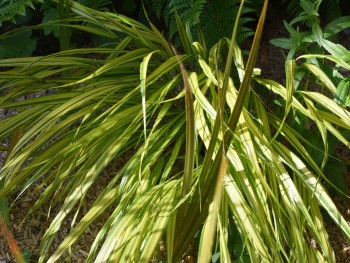 Graminée-Hakonechloa-macra-'Aureola'