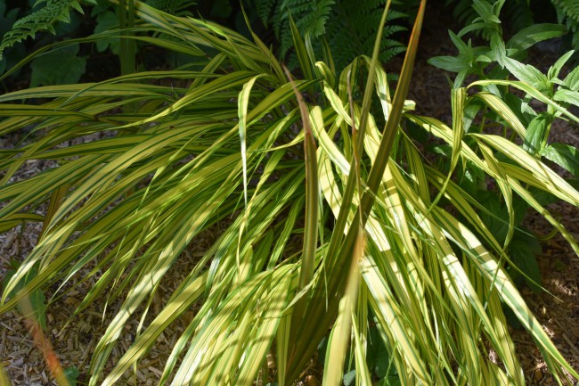 Graminée-Hakonechloa-macra-'Aureola'