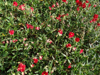 Plante-Vivace-Helianthemum-rubra-plena