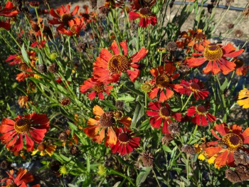 Plante-Vivace-Helenium-moerheim-beauty