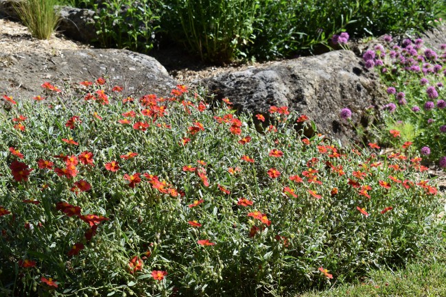 Plante-Vivace-Helianthemum-'Fire-Dragon'