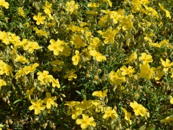 Plante-Vivace-Helianthemum-'Golden-Queen'