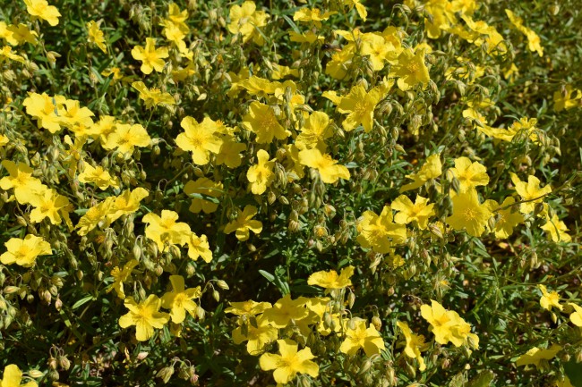 Plante-Vivace-Helianthemum-'Golden-Queen'