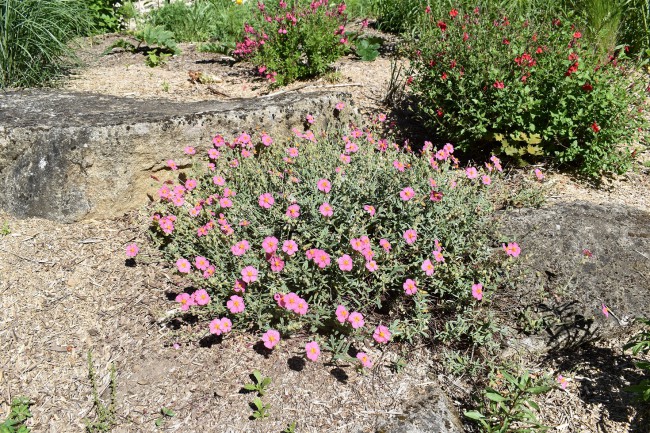 Plante-Vivace-Helianthemum-Rhodante-carneum