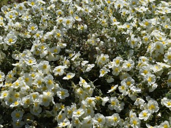 Plante-Vivace-Helianthemum-'The-Bride'