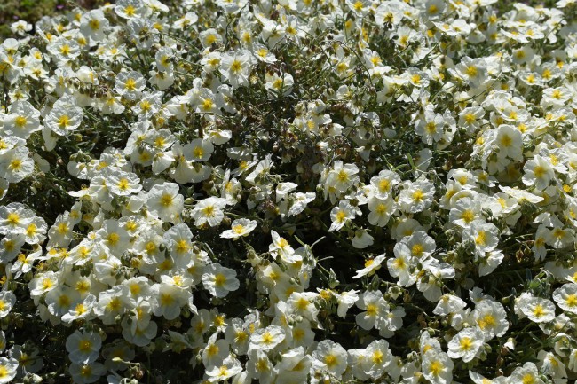 Plante-Vivace-Helianthemum-'The-Bride'