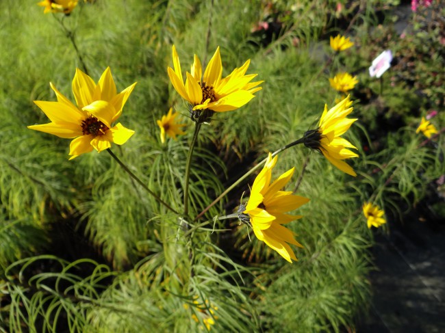 Plante-Vivace-Helianthus-salicifolius