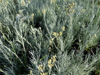 Plante-Vivace-Helichrysum-italicum