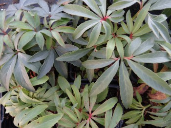 Plante-Vivace-Helleborus-foetidus