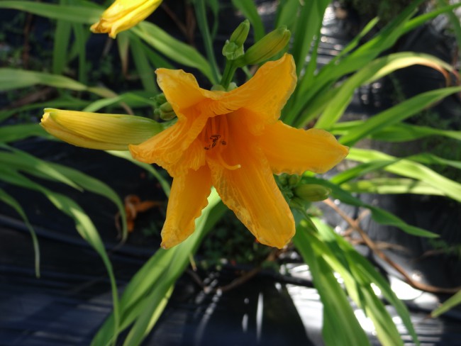 Plante-Vivace-Hemerocallis-'Aveu'