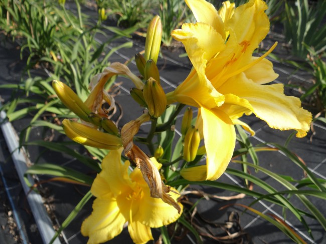 Plante-Vivace-Hemerocallis-'Butter-Cup'