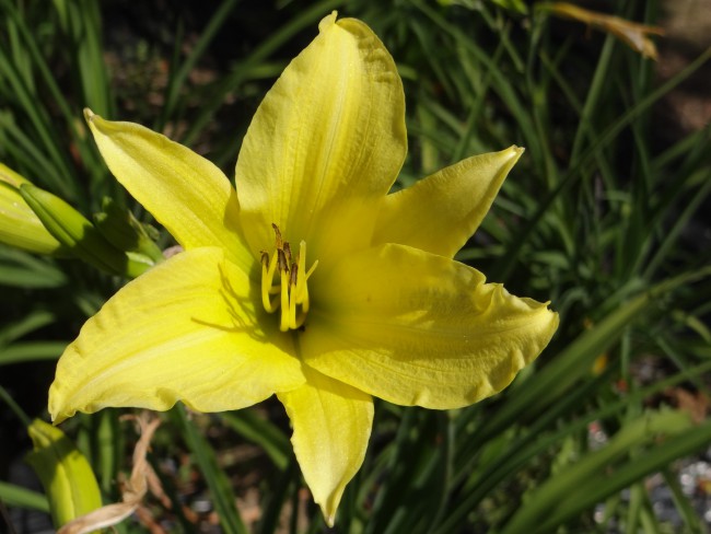 Plante-Vivace-Hemerocallis-'Citrina'