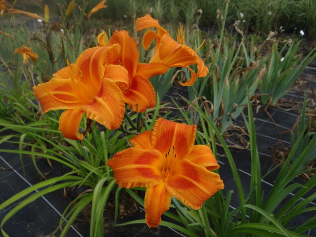 Plante-Vivace-Hemerocallis-'Fluva-Plena'