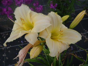 Plante-Vivace-Hemerocallis-'Gentle-Shepherd'