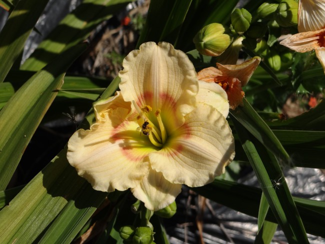 Plante-Vivace-Hemerocallis-'Siloam-Shocker'