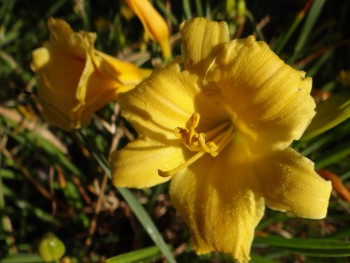 Plante-Vivace-Hemerocallis-'Stella-De-Oro'