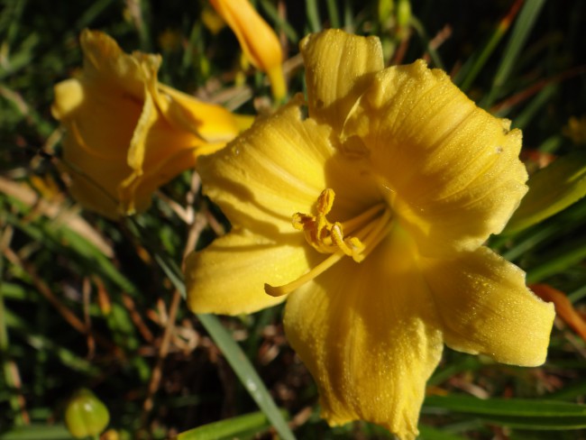 Plante-Vivace-Hemerocallis-'Stella-De-Oro'