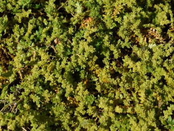 Plante-Vivace-Herniaria-glabra