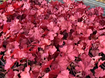 Plante-Vivace-Heuchera-'Berry-Smoothie'