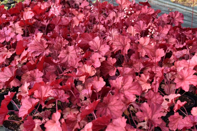 Plante-Vivace-Heuchera-'Berry-Smoothie'