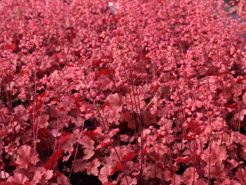 Plante-Vivace-Heuchera-'Cherry-Cola'