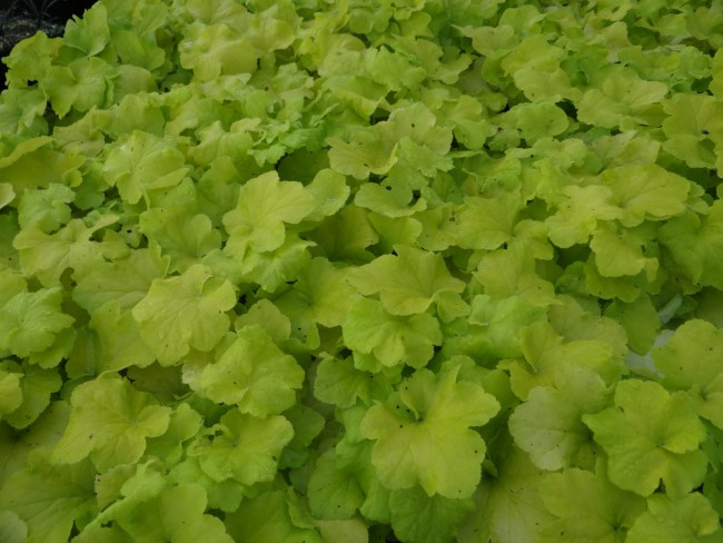 Plante-Vivace-Heuchera-'Citronelle'