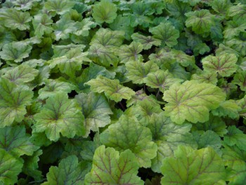 Plante-Vivace-Heuchera-'Electra'