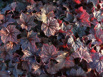 Plante-Vivace-Heuchera-macrantha-'Palaca-Purple'