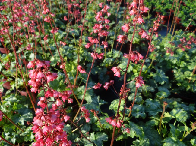 Plante-Vivace-Heuchera-'Paris'