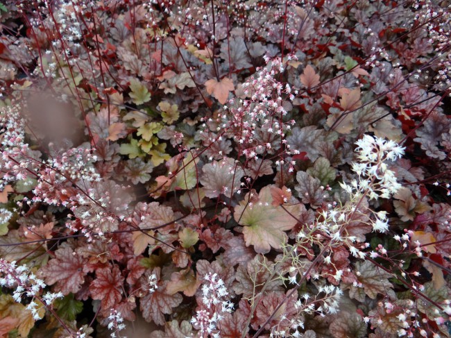 Plante-Vivace-Heuchera-'Peach-Flambee'