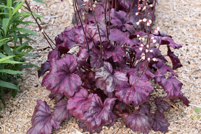 Plante-Vivace-Heuchera-'Plum-Royal'