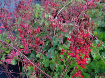 Plante-Vivace-Heuchera-sanguinea-'Leutchkafer'