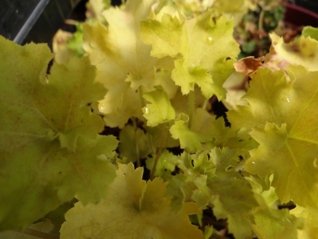 Plante-Vivace-Heuchera-'Tiramisu'