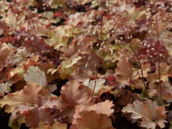 Plante-Vivace-Heuchera-'Amber-Waves'