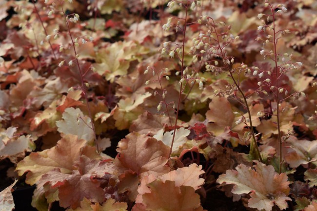 Plante-Vivace-Heuchera-'Amber-Waves'